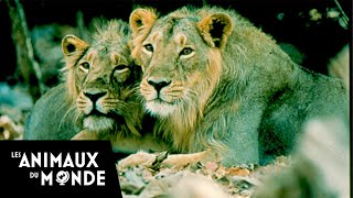 Sur la piste des lions de lInde  Fous danimaux [upl. by Sherrod890]