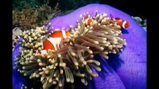 Clownfish and Sea Anemones [upl. by Atinev805]