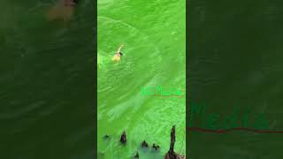 A Man jumps into Chicago River on St Patricks Day shorts [upl. by Hayyikaz]