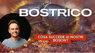 Il bostrico il parassita che sta distruggendo i nostri boschi di abete [upl. by Alessandra]