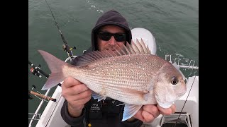 EARLY SEASON SNAPPER  WESTERN PORT  ROUGH N TOUGH  snapper snapperfishing Westernport [upl. by Acinahs]