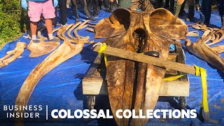 How Whale Specimens Get Devoured For The Smithsonians 18000 Bone Collection  Colossal Collections [upl. by Anek]