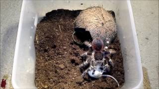 Tarantula Acanthoscurria geniculata vs Mouse [upl. by Kimmi]