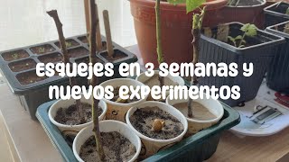 Esquejes de romero y nuevas tomateras  Garden Vlog 2 [upl. by Annol]