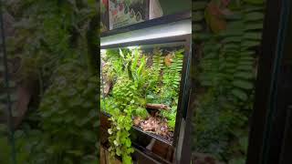 Terribilis Terrarium Trim Timelapse [upl. by Currey]