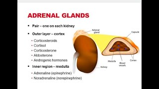 Class 12 Biology Chapter 3  Adrenal Gland Harmones  Structures and Functions  Gut  Gonads [upl. by Oigres244]