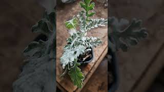 Silver Ragwort Dusty Miller seedling flowers plants [upl. by Elayne492]