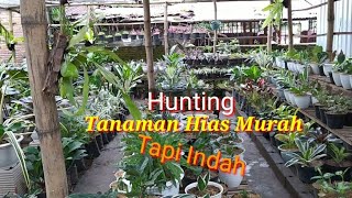 Hunting Tanaman Hias Murah Meski Murah Tetap Indah Loh [upl. by Rider]