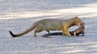 Mongoose Rips Out Lizards Eyes [upl. by Minna]