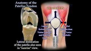 Anatomy Of The Patellar Tendon  Everything You Need To Know  Dr Nabil Ebraheim [upl. by Varden256]