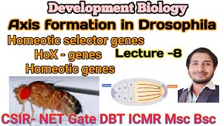 Axis formation in Drosophila L8 homeotic selector genes or Hox genes in details for CSIR net Gate [upl. by Grieve]