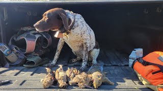 Hunting With The Best Hunting Dog German Short Hair Pointer  Suprise Squirrel [upl. by Cir594]