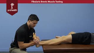 Fibularis Brevis Muscle Test Palp Dr Vizniak Muscle Manual [upl. by Annaliese863]