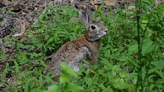 Eastern Cottontail Rabbit in distress amp sniffing [upl. by Sidman]