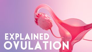 What is Ovulation and how it works  Ovulation explained [upl. by Malynda]