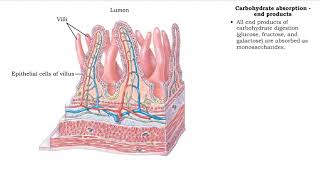 Carbohydrate digestion brush border enzymes end products amp Carb absorption fructose galactose [upl. by Annodam]