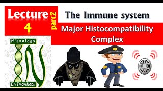 Major histocompatibility complexImmunology [upl. by Sile210]