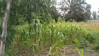 La Nopalera Tláhuac milpas de maíz 🌽🌾 [upl. by Snah]