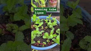 Mint timelapse 🌿💚🌿plants timelapse viralshort agriculture reels [upl. by Aviva]