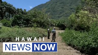 Kalaupapa park rangers on alert for destructive coconut rhinoceros beetle other invasive pests [upl. by Tace]