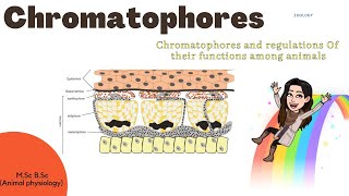 ChromatoporesChromatopores and Regulations of their functions among animals Mechanism MSc BSc [upl. by Lovich]