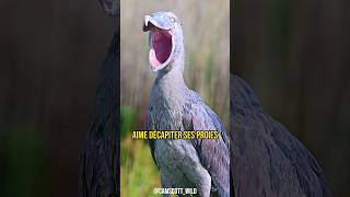 LE CRI DE CET OISEAU VA TE GLACER LE SANG 💀 [upl. by Ardnaet]