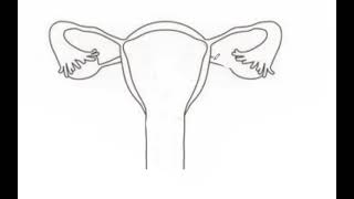 HUMAN FEMALE REPRODUCTIVE SYSTEM [upl. by Hgielar835]