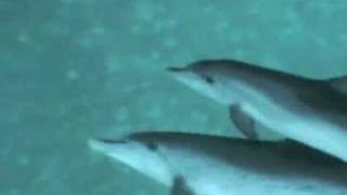 Swimming with Atlantic Spotted Dolphins [upl. by Ahsi85]