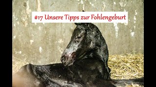 17 Unsere Tipps zur Fohlengeburt [upl. by Born]