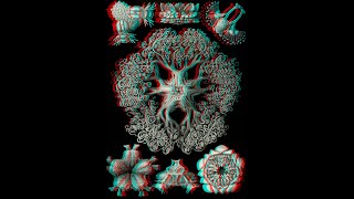 127 Ernst Haeckel 3D 1080p [upl. by Atorod]