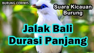 Suara Kicaun Burung Jalak Bali Durasi Panjang Siap Buat Masteran Burung [upl. by Onnem441]