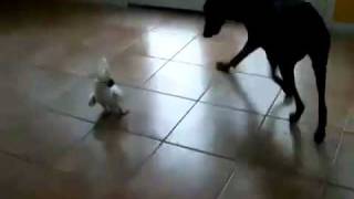 DOG VS PARROT Extra Funny [upl. by Ylerebmik817]