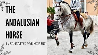 THE ANDALUSIAN HORSE  IBERIAN HORSE IN SPAIN [upl. by Monteria]