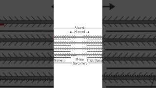 Sarcomere [upl. by Netsew]