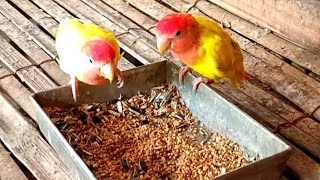 Cute love bird eating seeds [upl. by Richmal]