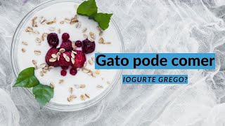 Gatos podem comer iogurte grego  Gato pode comer iogurte grego [upl. by Sennahoj]