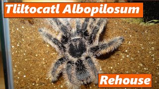 Tliltocatl Albopilosum Rehouse [upl. by Chapen]