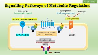 4 Signaling Pathways of Metabolic Regulation  Metabolism4  Biochemistry  NJOY Biochemistry [upl. by Olivette595]