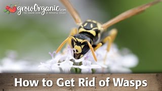 How to Get Rid of Wasps [upl. by Peacock]