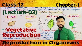 Vegetative Reproduction in Plants Class12chapter1lecture03 by roots stems leaves amp Bulbils [upl. by Felise]