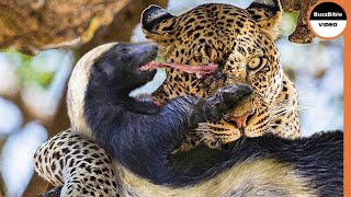 Honey Badger Shows The Leopard Whos The Boss [upl. by Enail]