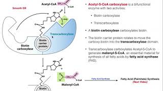 Lipid Biosynthesis  Fatty Acid Biosynthesis 2 AcetylCoA Carboxylase [upl. by Leahcimnaes]