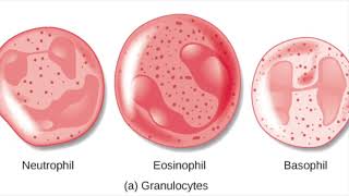 Globule blanc Leucocytes [upl. by Acinomaj]