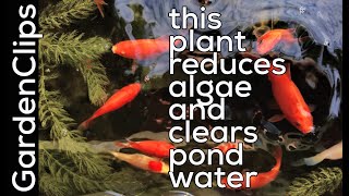 Hornwort Easy to Grow Clean Water Plant to Stop Pond and Aquarium Algae  Ceratophyllum submersum [upl. by Alfreda397]