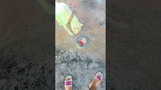 dogo argentino eating chicken vlog dog dogoargentino doglover animals trending shorts viral [upl. by Marta]