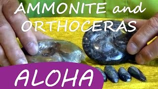 AMMONITE ORTHOCERAS • Robs Stone Healing [upl. by Yeslrahc]