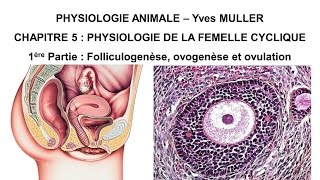 Chapitre 51 Follicule ovarien ovogenèse ovulation et corps jaune [upl. by Picardi]