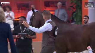 N 107 FORELOCKS YAELL GCAT Valkenswaard 2024 Senior Stallions Section A Class 6A [upl. by Samuelson]