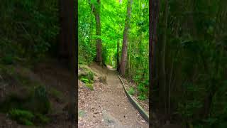 Woods in Cragside 🪵 northumberland england uk [upl. by Landri944]