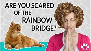 Are Pets Afraid to Die  Rainbow Bridge and Animal Crossing [upl. by Schuman931]